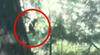 Video: V kamero končno ujeli legendarnega Bigfoota?