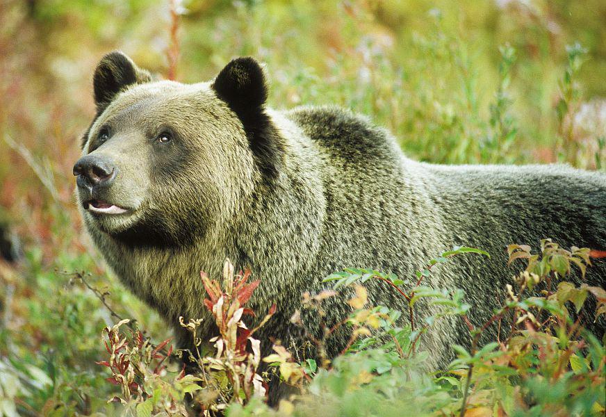 Grizliji tehtajo do 270 kilogramov. Foto: EPA