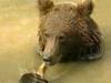 Kmetje zahtevajo odstrel medveda, ki jim pobija govedo