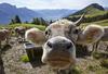 Na Bavarskem divji lov na kravo Yvonne