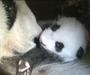 Vse najboljše za prvi rojstni dan, panda Fu Hu!