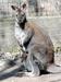 Iz ljubljanskega živalskega vrta ušel kenguru