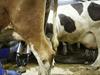 Vurs prepovedal oddajo mleka štirim kmetijam