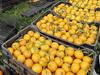 Srna otrokom iz Donecka poslal 20 ton mandarin iz doline Neretve