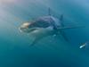 Ribič pri Kornatu ujel 150-kilogramskega morskega psa