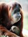 Orangutani se vzorcev obnašanja učijo iz roda v rod