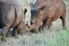 V zahodni Afriki izumrli vsi nosorogi