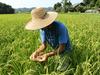 Na Japonskem odkrili riž s povišano vrednostjo radioaktivnih delcev