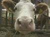 Kmalu prepoved prodaje mesa in mleka živalskih klonov