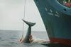 Japonska denar za žrtve cunamija uporabila za zaščito kitolovcev