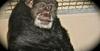Slovo najslavnejšega šimpanza Hollywooda