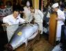 Samo na Japonskem: modroplavuti tun za več kot pol milijona evrov