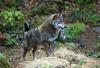 Rejci se pred volkovi lahko zaščitijo z električno ograjo in psi