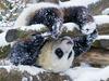 Foto: Prvi sneg za malega pando
