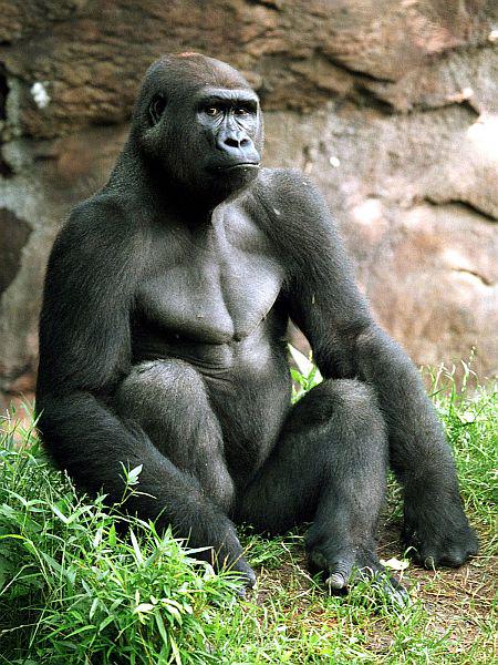 Znanstveniki so pod drobnogled vzeli genom pri zahodni nižinski gorili. Foto: EPA