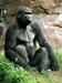 Z odkritim genomom gorile zapolnjena vrzel pri človečnjakih