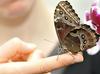 Zaradi sevanja v Fukušimi opazili nenormalen razvoj metuljev