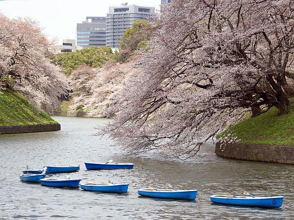 Hanami praznovanja so namenjena čaščenju lepote sakure (cvetočih češnjevih dreves) in za mnoge pomenijo priložnost za sproščanje in uživanje v tej lepoti. Foto: EPA