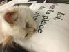 Choupette Lagerfeld - mačka z lastnim osebjem, ki spi na kupih chanela