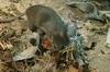 V Mariboru 30 primerov mišje mrzlice, a razloga za preplah ni