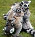 Število lemurjev se nevarno hitro zmanjšuje