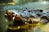 Primer krokodil Klausi končan - bil je bober