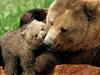 Medvedka z mladičema na Šmarni gori, o odstrelu še ne razmišljajo