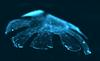 Znanstveniki iz celic podgane ustvarili meduzo