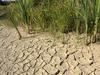 Zaradi posledic suše pomurski kmetje pričakujejo povračilo škode