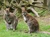 Pobeg iz zapora po živalsko: je kdo videl kenguruja?