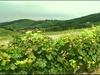 Video: Nabito polna vinska cesta