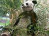 Poginil najstarejši panda na svetu, ki je vse življenje ljubil eno samo