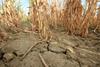 Škoda zaradi suše neuradno prebila prag naravne nesreče