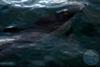 V slovenskem morju opazili navadnega delfina