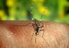 Grčijo ob krizi po novem ogrožajo še komarji