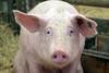 Švedi v slovenski salami, označeni s halal, našli svinjino