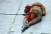 Foto: Mučenje opic po indijsko - s pretepanjem do plesnih veščin