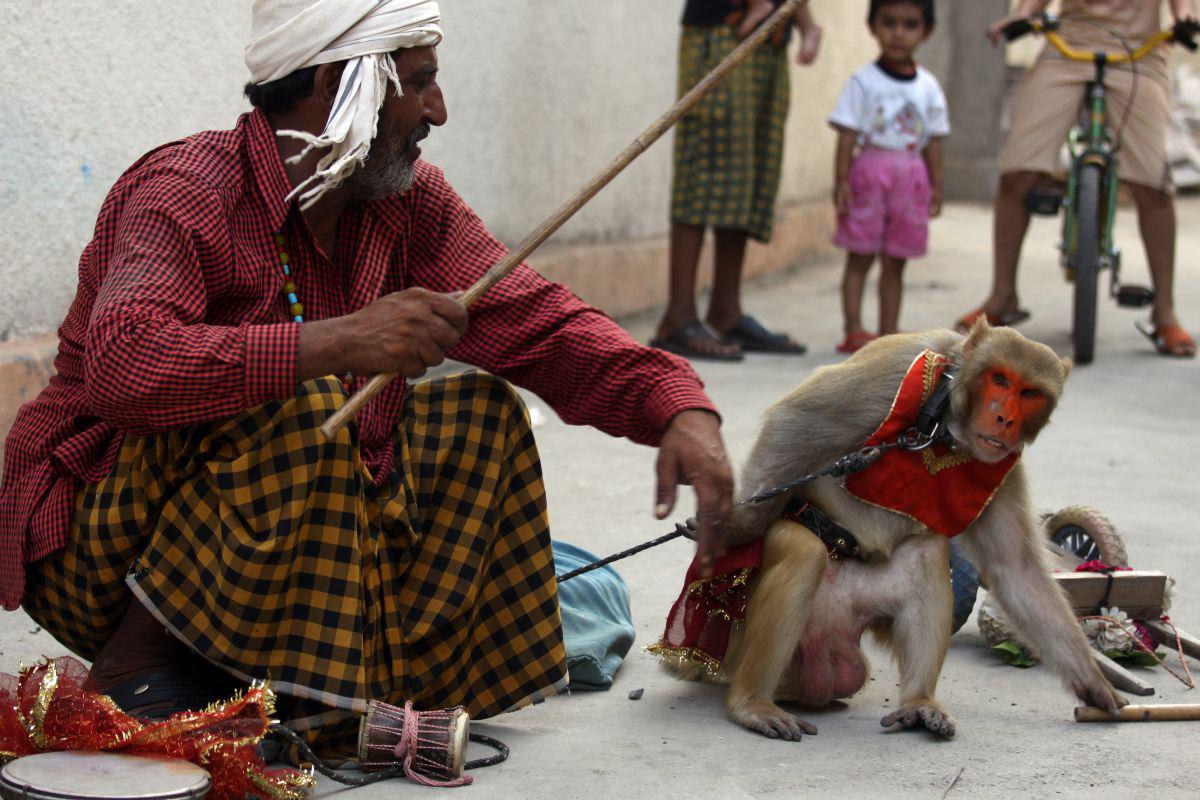 Бандар лог. Обезьяний народ. Обезьяны в Индии. Человек в костюме обезьяны Индия. Профессия распугователь обезьян Индия.