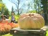 Video: Buča velikanka tehta 477,6 kilograma
