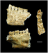 Prazgodovinska zobna zalivka na zobu, najdenem v slovenski jami