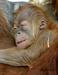 Orangutanka Tori, znana kadilka, skotila zdravega mladiča