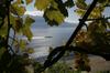 Trgatev s pogledom na Ženevsko jezero