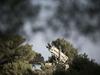 Potrjeno: Izrael nad Dimono sestrelil Hezbolahov 