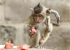 Foto: Opičji banket za prikupne navihanke, ki rade kradejo