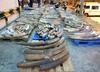 Več kot četrtina slonovine v Pekingu in Šanghaju je pridobljena nezakonito