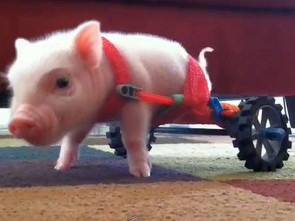 Chris P. Bacon s svojim vozičkom lahko hitro 'stopiclja' naokrog, a kmalu bo potreboval novega, saj zelo hitro raste. Foto: Youtube