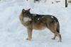 Rejci bodo morali sami poskrbeti za zaščito živali pred napadi volkov