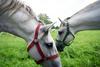 Avstrija oddala prijavo za Unescov seznam. Kaj bo z ostalimi kobilarnami?