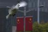V Šanghaju zaradi ptičje gripe zaprli tržnice s perutnino