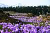 Foto: Vijoličaste preproge žafranov na Veliki planini